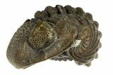 1.15" Wide, Enrolled Eldredgeops Trilobite Fossil - Ohio - #188898-3